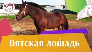 Вятская лошадь на  ilikepet