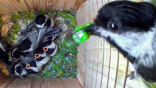 How Do These Tiny Birds Raise So Many Babies? Nest Box Camera Full Story of a Cute Chickadee Family