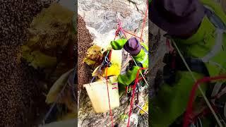 Great bees, a hive that produces a lot of honey #honeybeesting #mengly #workerbee #beefeater