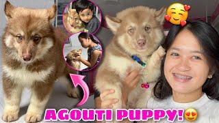 Surprise Puppy Gift From Raymundo Gfarm! | NEW AGOUTI PUPPY! | Husky Pack TV