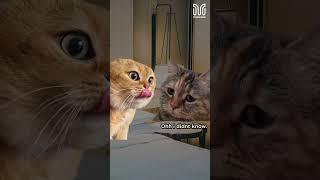 Cats Talk About Smoking In Hotels #mystaycation #catsmeme #hotels #nosmoking #smoking #smokingpolicy