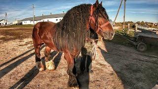 ВЕЛИКИЙ ВИБІР ЖЕРЕБЦІВ НА ПРОДАЖУ/ НЕПЕРЕВЕРШЕНИЙ ХАРІ/Коні Ваговози/horses in Ukraine