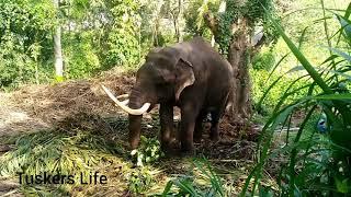 TUSKER INDI RAJA IN SRI LANKA 