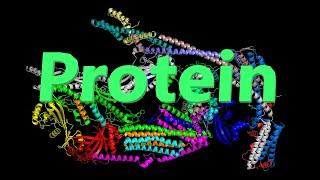 Nutrition and Metabolism | Structural Biochemistry