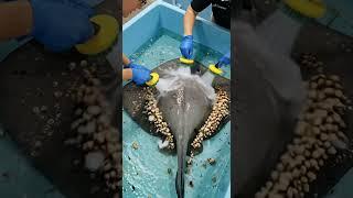 "Cleaning the Ocean's Gentle Giants: A Stingray's Spa Day #StingrayCare #Ocean #WildlifeRescue"