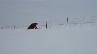 "Fargo" (1996) Dir. Joel Coen/Ethan Coen The Flaming Lips - What a Wonderful World 