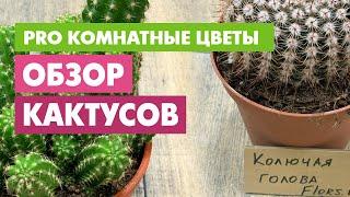 Обзор БОЛЬШИХ кактусов |  из разряда ХОЧУшек