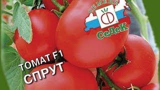 Где купить качественные семена?