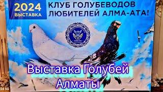 Выставка голубей Алматы 2024 от Клуба Голубеводов любителей Алматы. #выставкаголубей #pigeon