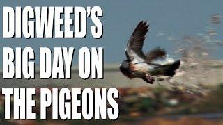 George Digweed's big day on the pigeons