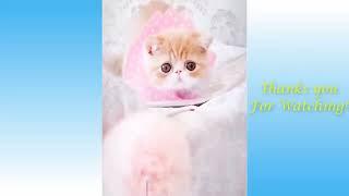 Funny And Cute Cat'S Life Part 11 Cats And Owners Are The Best Friends Videos