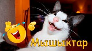 Кулкулуу мышыктар топтому))) #1