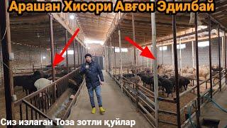 Мана уша сиз излаган тоза зотли Қуйлар