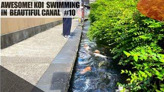 Awesome! Koi fish swimming in beautiful canal. Igawanokomichi in Gujo- Hachiman, Japan.