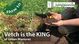 Vetch is the KING of Green Manures