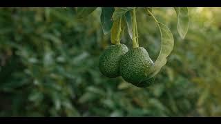 NZ Avocado Collective Provenance, New Zealand