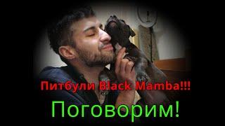 Питбули Black Mamba!!! Поговорим