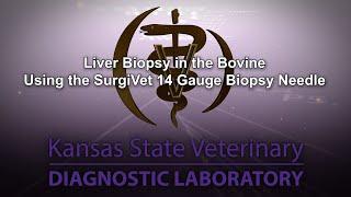 Liver Biopsy in the Bovine Using the SurgiVet 14 Gauge Biopsy Needle