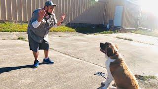 1st Training Session | Teaching Giant St. Bernard  Sit, Stay, Heel, Down & More!