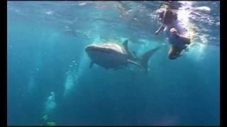 Китовая акула на Мальдивах  Whale shark