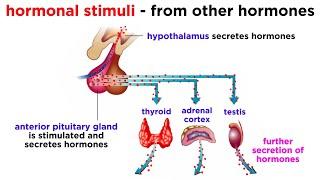 The Endocrine System