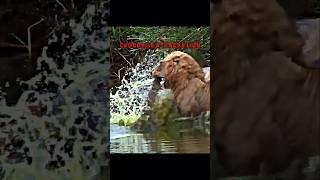 Crocodile attacks lion #wildlife #trending #animals #lion #crocodile #shorts #shortvideo