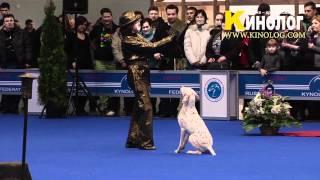 Dog dancing show "Eurasia  2012 / Russia / Moscow". Freestyle.