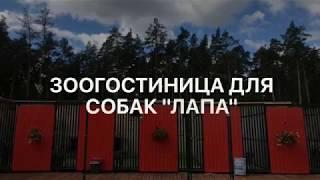 Зоогостиница Лапа, гостиница для собак.