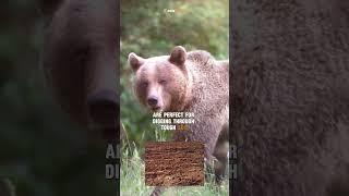 Unbelievable Facts About Grizzly Bears You Must Know! #facts #animals #education #bear #grizzlybear