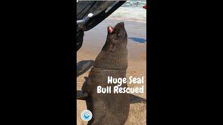 OCN rescuers capture huge seal bull