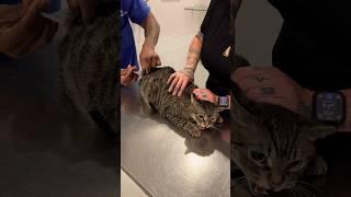 Grumpy cat gets vaccinated  #shorts #cat #vet