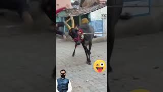پنگا لینے کی کیا ضرورت تھی