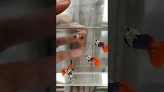 Platinum Red Tail Dumbo Ear Ribbon️ #guppies #guppy #exoticguppies #aquarium #aqua #aquascape #fish