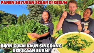 PANEN DAUN SINGKONG KW DI KEBUN LANGSUNG BIKIN GULAI