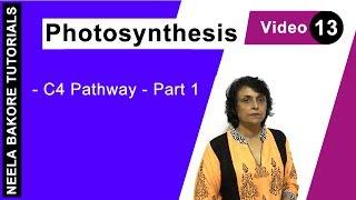 Photosynthesis | NEET | C4 Pathway - Part 1 | Neela Bakore Tutorials