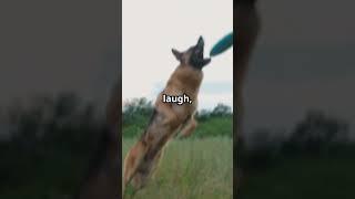 I need a flying dog!  #facts #animals #love #dog #dogshorts #subscribe #pets #animallife #flying