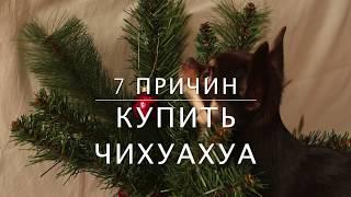 7 ПРИЧИН КУПИТЬ ЧИХУАХУА / ПОКАЗЫВАЮ АРХИВНЫЕ ФОТО С АРЧИ