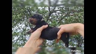 Розовый щенок #rottweiler