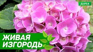 Добрый сад №8 - Живая изгородь и уход за рододендроном