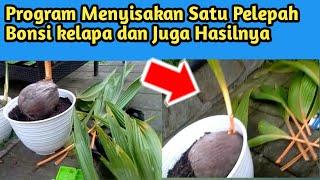 PROGRAM MENYISAKAN 1 PELEPAH BONSAI KELAPA ( DAN HASILNYA )