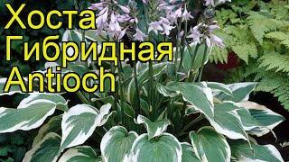 Хоста гибридная Антиоч. Краткий обзор, описание характеристик hosta hybridum Antioch