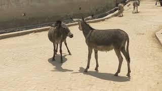 Donkey mating | Donkey enjoying | Donkey meet