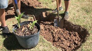 How to Plant a Banana in Arizona