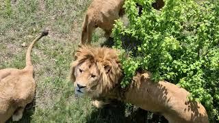 В гостях у среднего прайда! Тайган Lions in Crimea