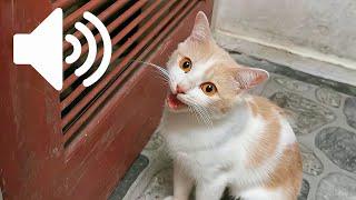 FEMALE CAT IN HEAT MEOWING MATE CALLING  - PRANK YOUR PET