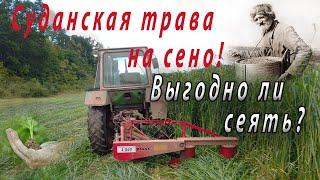 Суданская трава на сено!Выгодно ли сеять?#8