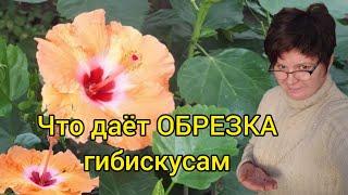 Гибискусы обрезаны! Зачем?!