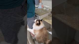 Trick time with Cat Dad  Happy Father's Day to all the pet parents out there!