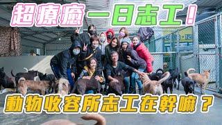 超級療癒活動️動物收容所一日志工在幹嘛 What do volunteers do at animal shelters?