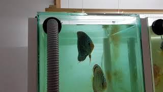 Our Discus spawning tanks set-up